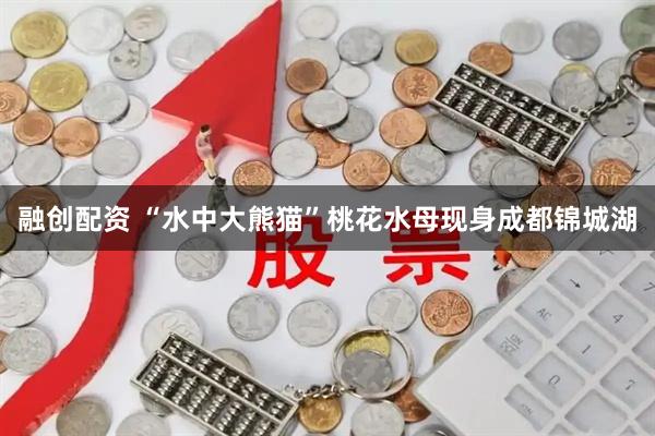 融创配资 “水中大熊猫”桃花水母现身成都锦城湖